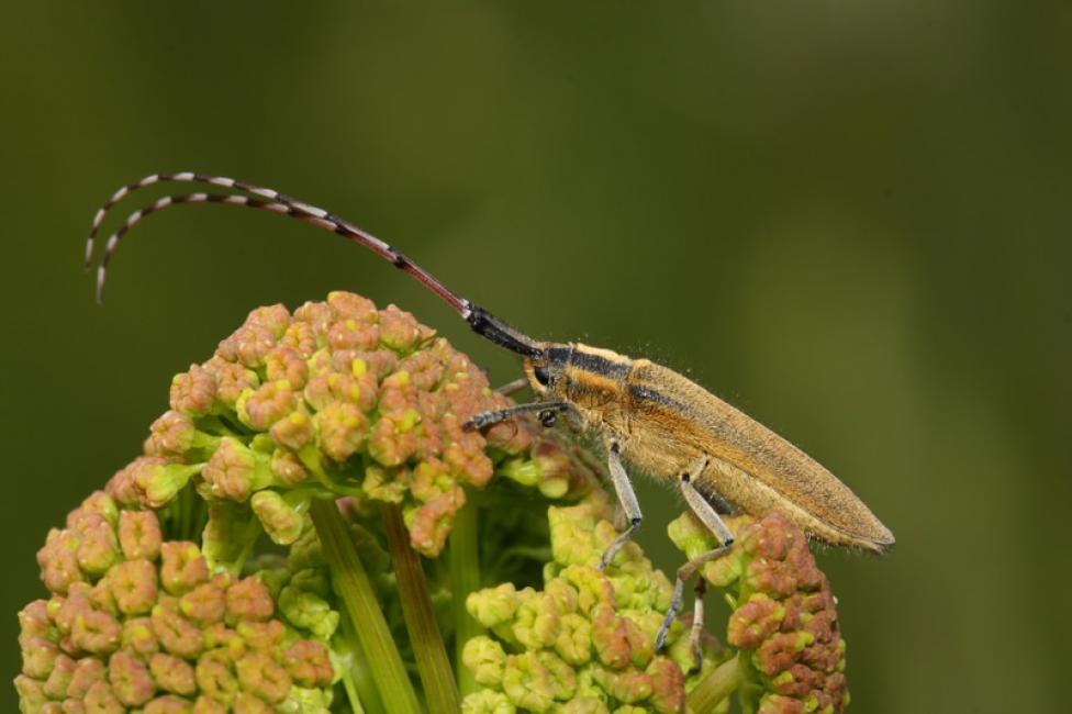 Imagen 54 de la galería de Macrofografía